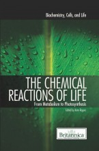 Pets Hide and Go Seek